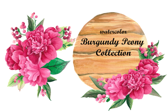 Explore Watercolor Burgundy Peony Clipart