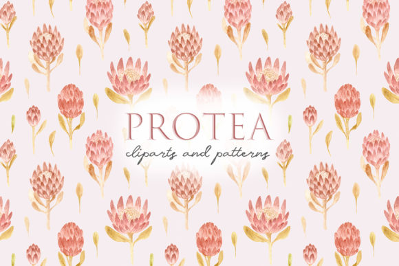 Watercolor Protea Flowers: Pink Cliparts